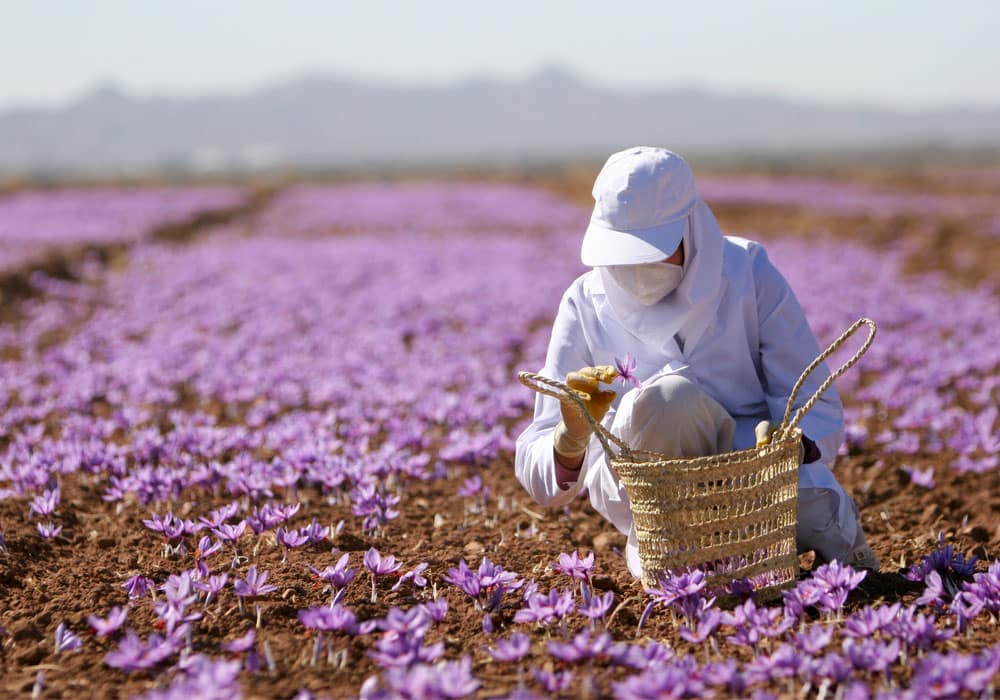 تأثير الظروف المناخية على جودة الزعفران