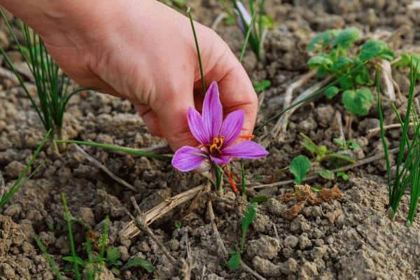 Saffron harvest from Spain