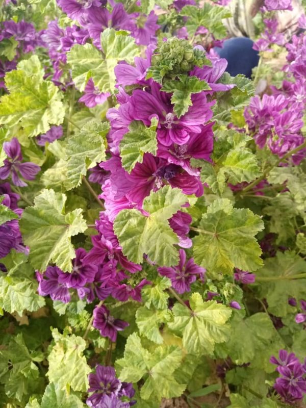 Mallow flower