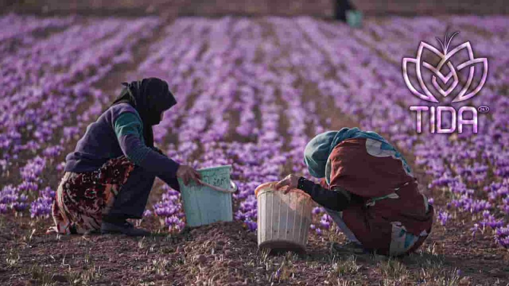 Harvesting saffron