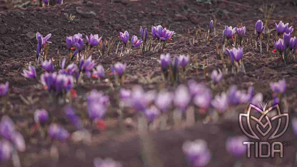 saffron price