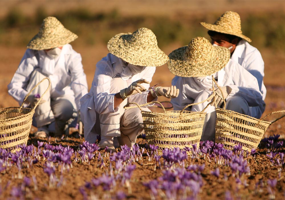 La influencia de las condiciones climáticas en la calidad del azafrán