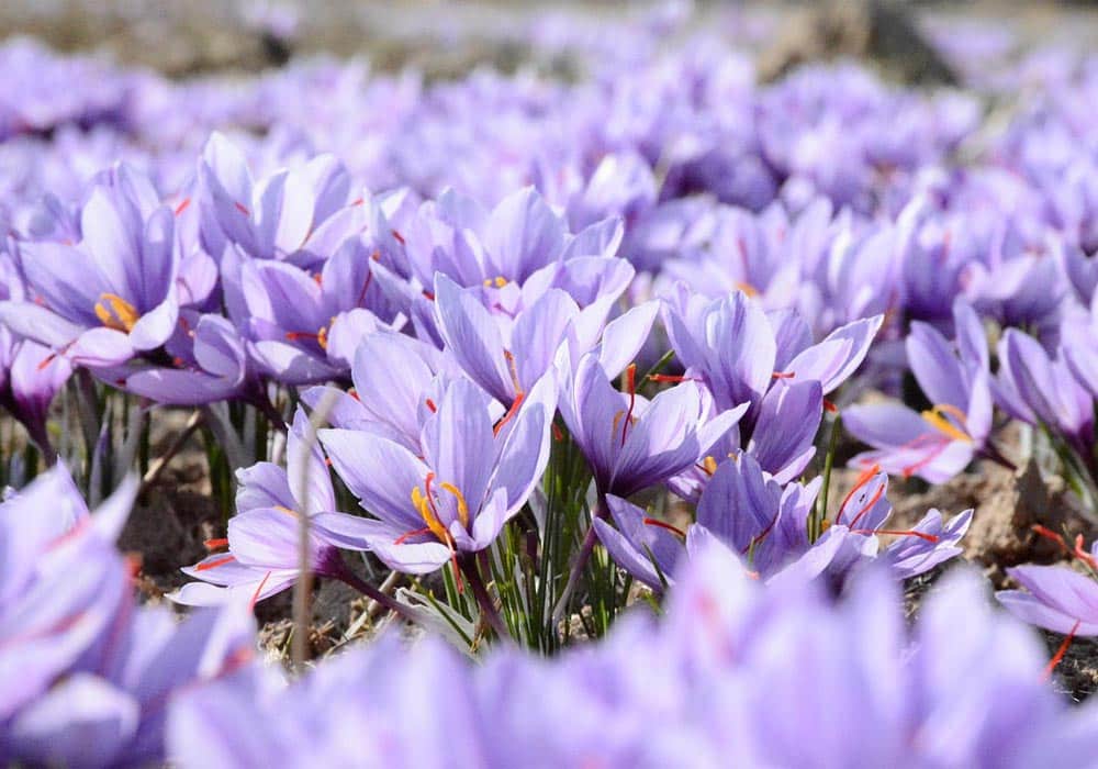気象条件がサフランの品質に与える影響