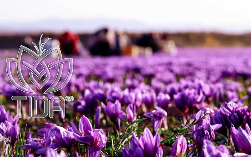 How long saffron last