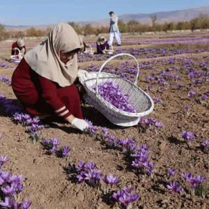 saffron-harvesting