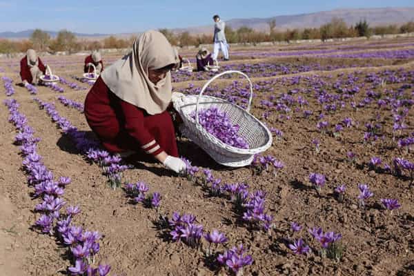 saffron-harvesting