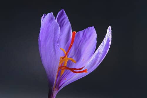 original and fake saffron 