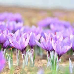 saffron farm in iran