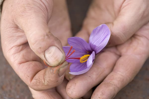 why saffron is expensive