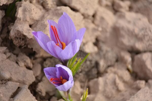 saffron market