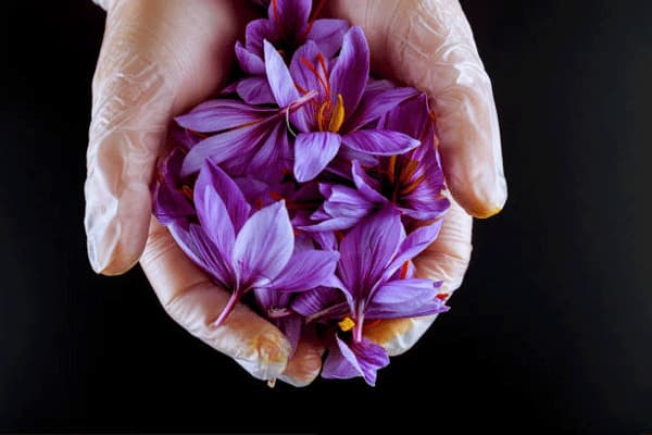 is saffron good for heart patient, Tida Silk Road Trading