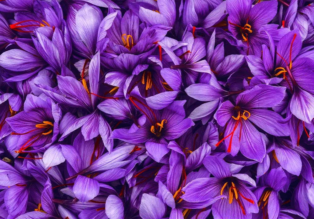 Iranian saffron