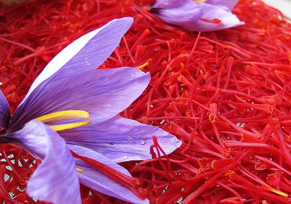 Iranian saffron