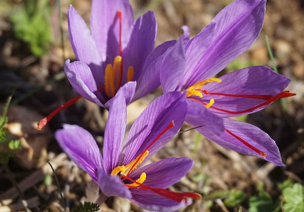 Iranian saffron