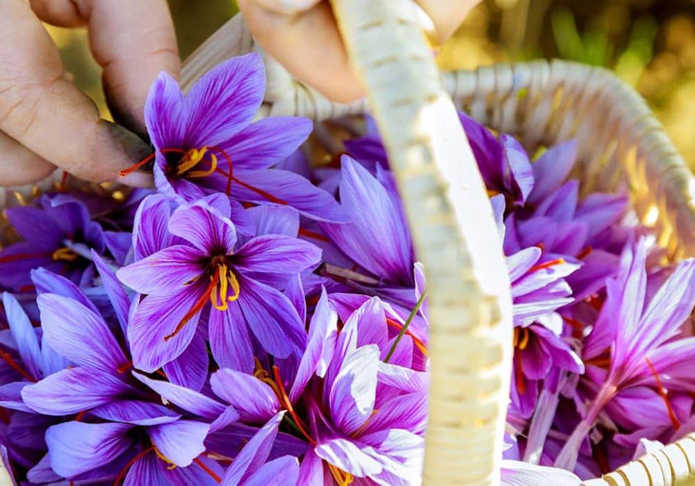 Saffron in the cosmetic industry