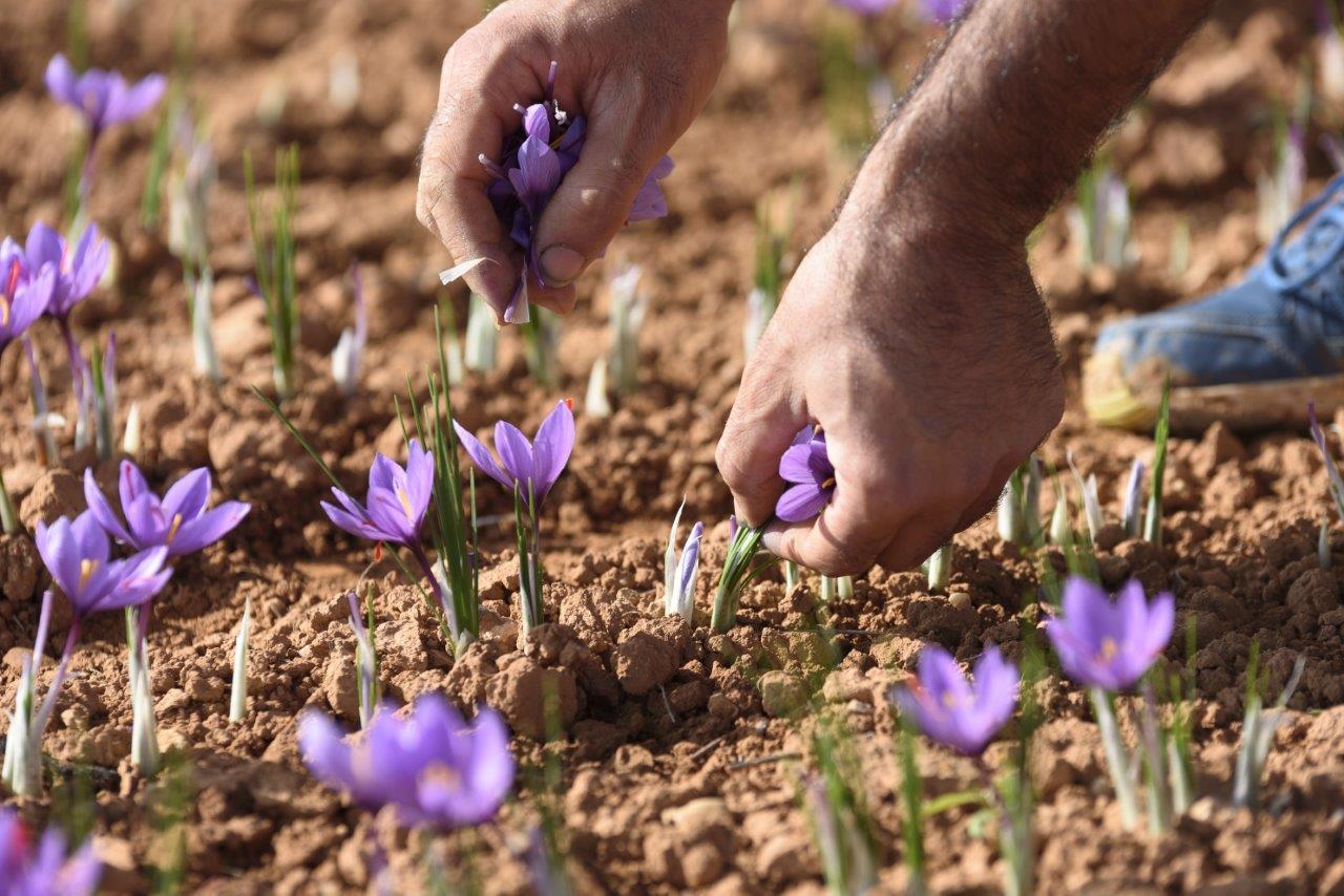 Hand picking saffron crocus flowers during the saffron harvest
