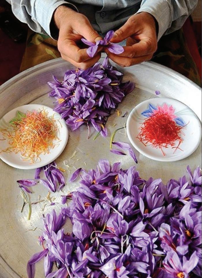 Fresh saffron flowers with red stigmas separated for drying and processing