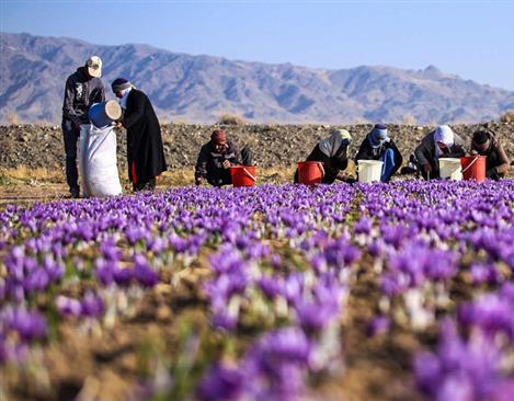 Iranian farmers harvesting saffron flowers during the autumn harvest season